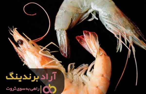 عکس شاه میگو بزرگ