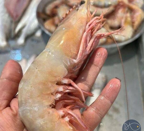 عکس شاه میگوی بزرگ