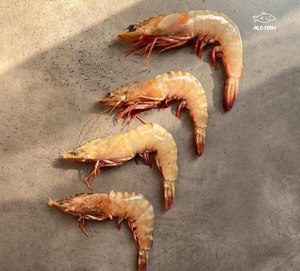 عکس شاه میگوی بزرگ