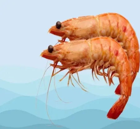 عکس شاه میگوی بزرگ