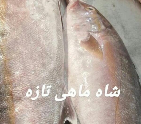 عکس شاه ماهی ها