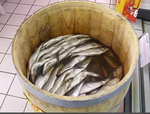 عکس شاه ماهی ها
