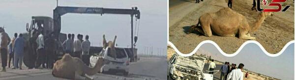 عکس تصادف با شتر