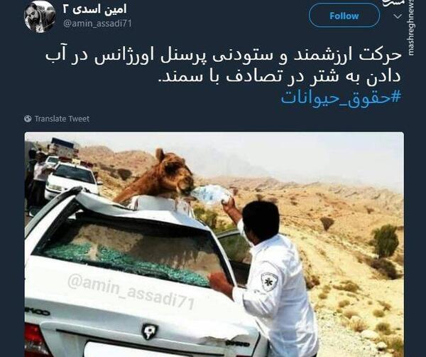 عکس تصادف با شتر
