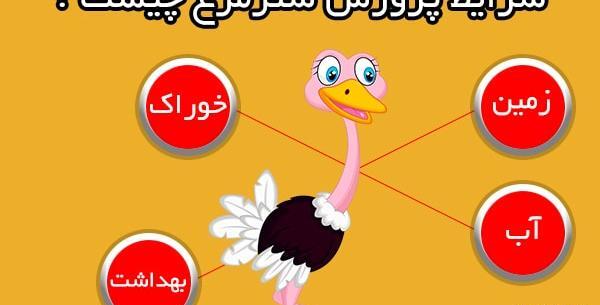 عکس شتر مرغ کارتونی
