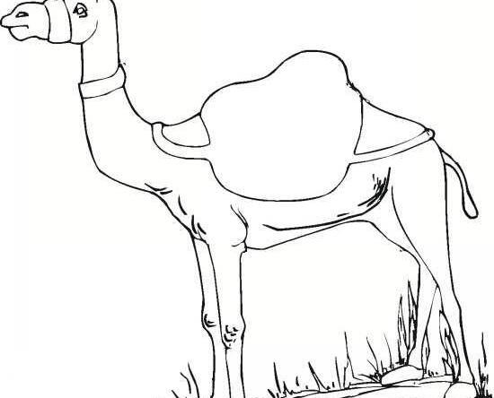 عکس شتر مرغ نقاشی