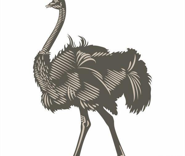 عکس شتر مرغ نقاشی