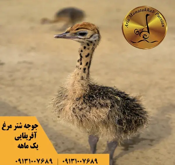 عکس شتر مرغ واقعی