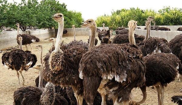 عکس شتر مرغ واقعی
