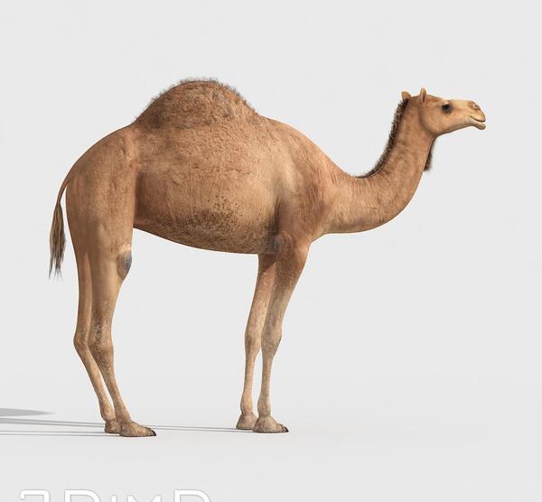 عکس عكس شتر