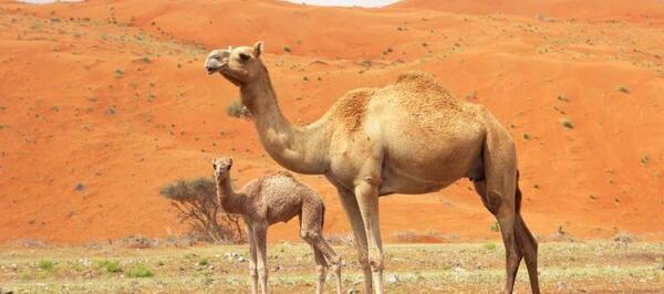 عکس عكس شتر