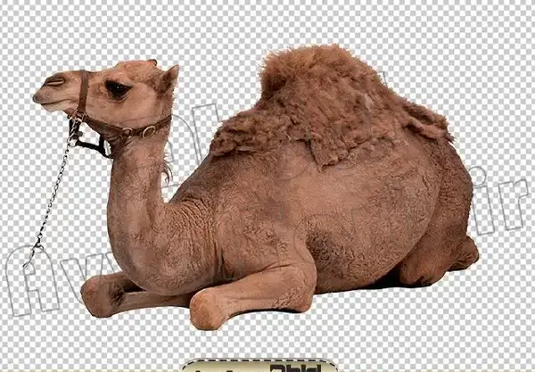 عکس عكس شتر
