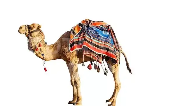 عکس عكس شتر