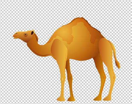 عکس عكس شتر
