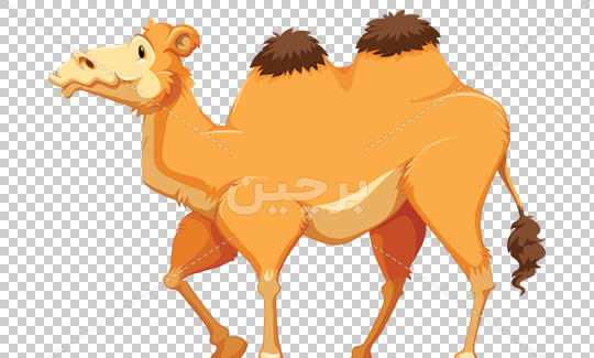 عکس عكس شتر