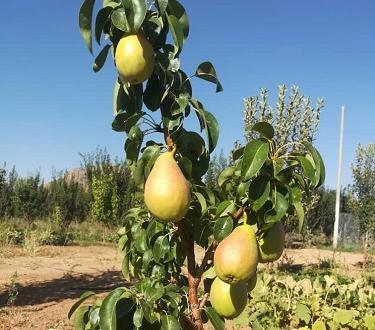 عکس گلابی شاه میوه