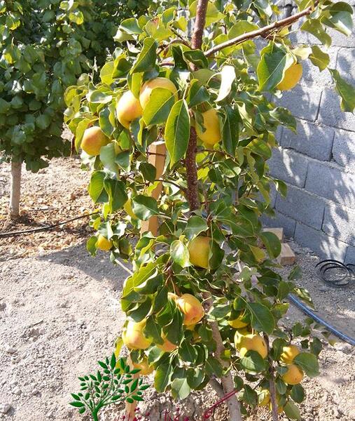 عکس گلابی شاه میوه