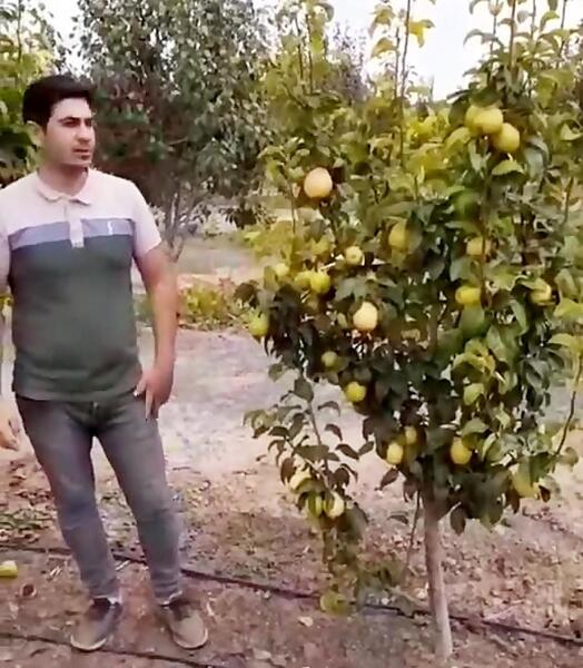عکس گلابی شاه میوه