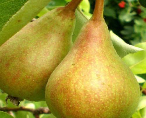 عکس گلابی شاه میوه