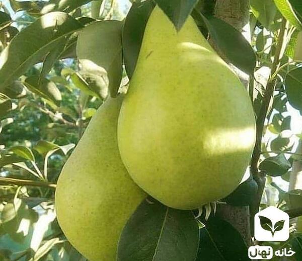 عکس گلابی شاه میوه