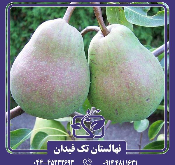 عکس گلابی شاه میوه