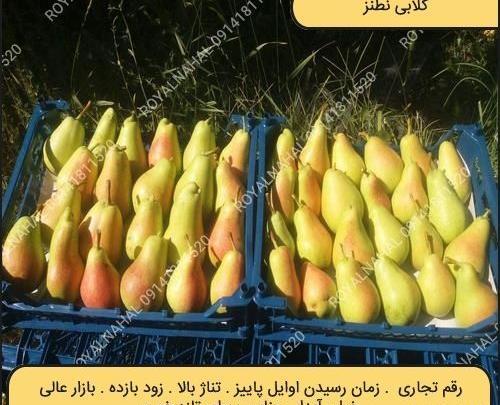عکس گلابی شاه میوه