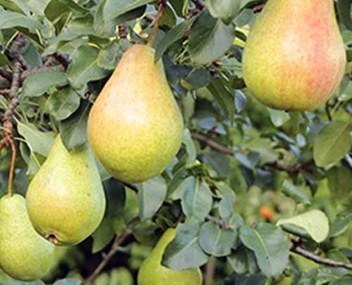 عکس گلابی شاه میوه