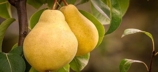 عکس گلابی شاه میوه