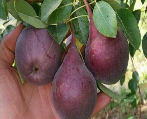 عکس گلابی شاه میوه
