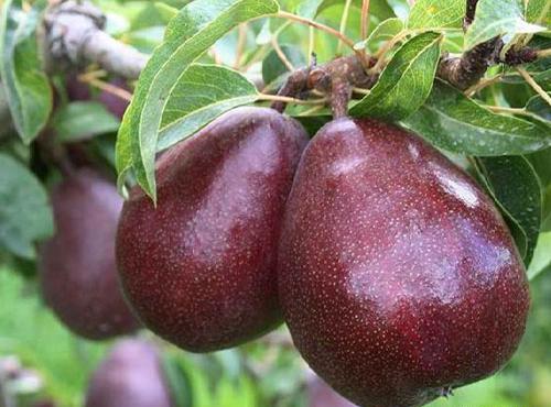 عکس گلابی شاه میوه