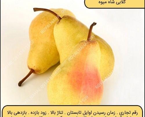 عکس گلابی شاه میوه