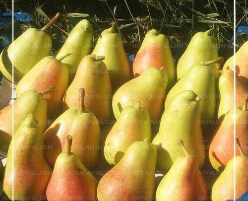 عکس گلابی شاه میوه
