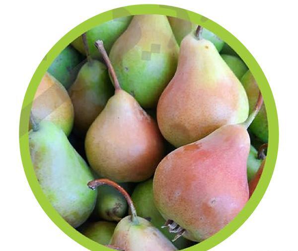 عکس گلابی شاه میوه