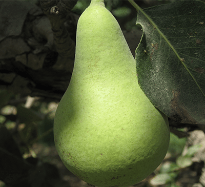 عکس گلابی شاه میوه
