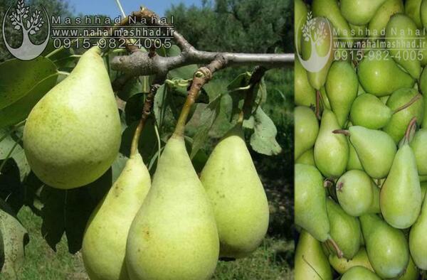 عکس گلابی شاه میوه