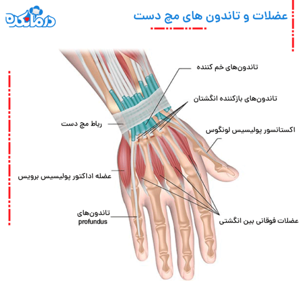عکس شاهرگ اصلی دست کجاست
