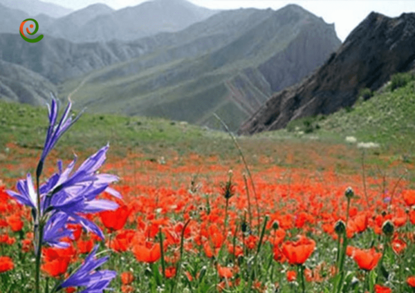 عکس از شاه جهان