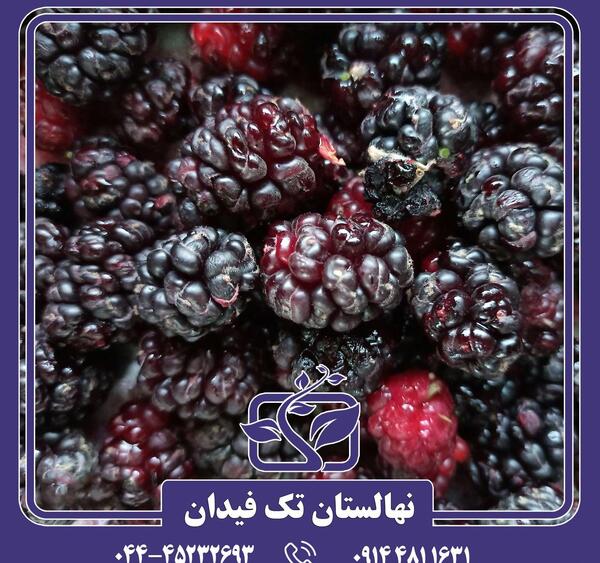 عکس درخت شاه توت