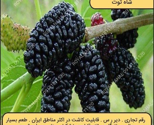 عکس درخت شاه توت