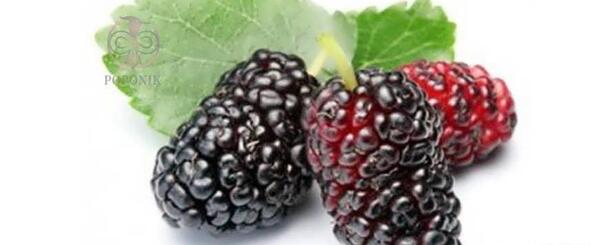 عکس درخت شاه توت