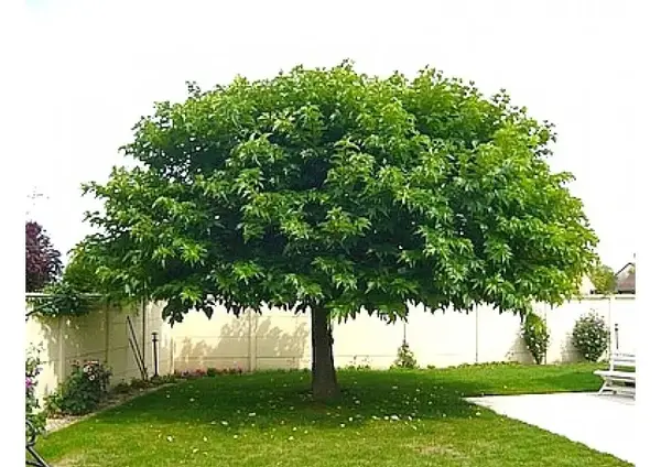 عکس درخت شاه توت