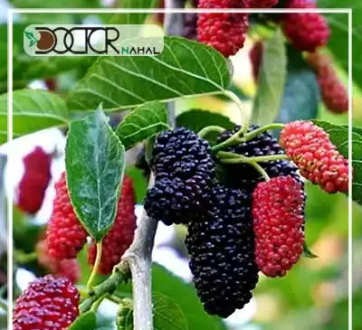 عکس درخت شاه توت