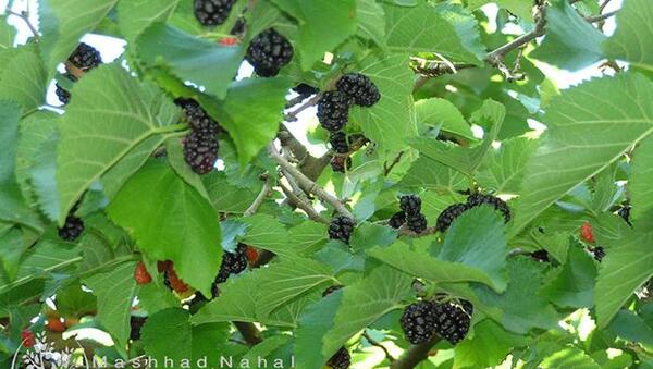 عکس درخت شاه توت