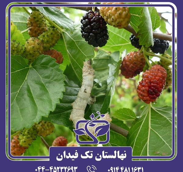 عکس درخت شاه توت