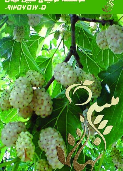 عکس درخت شاه توت