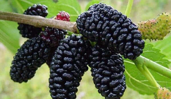 عکس میوه شاه توت