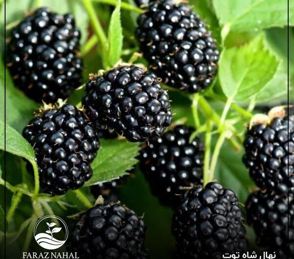 عکس میوه شاه توت