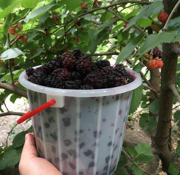 عکس میوه شاه توت
