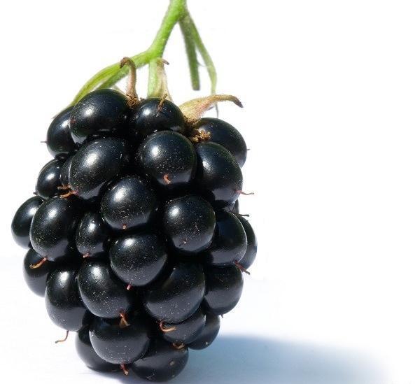 عکس میوه شاه توت
