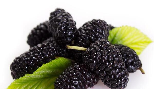 عکس میوه شاه توت